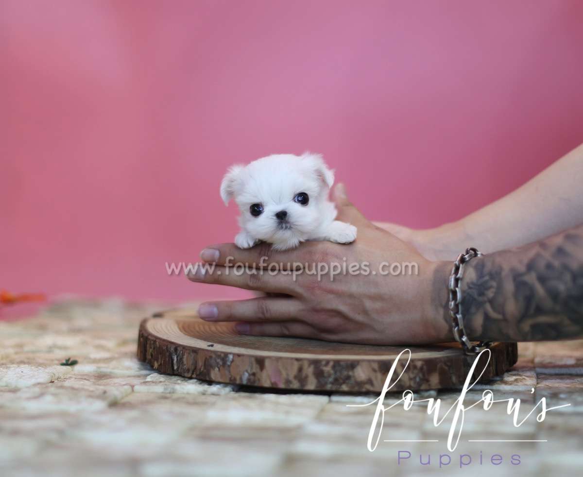 Snoopy - Maltese M.
