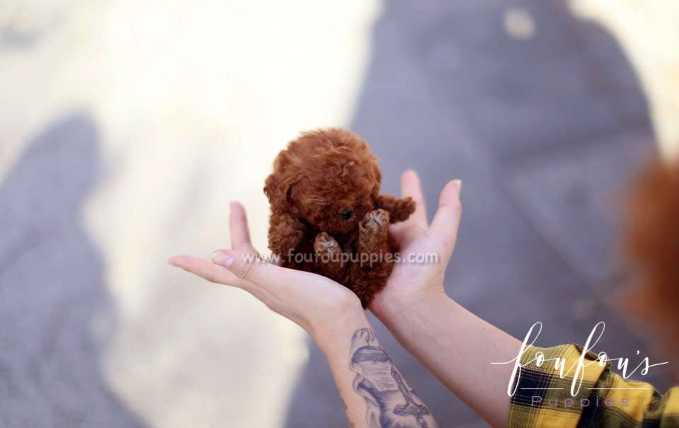 Caeser - Poodle M.