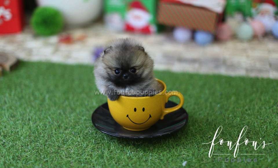 Luna - Pomeranian F.
