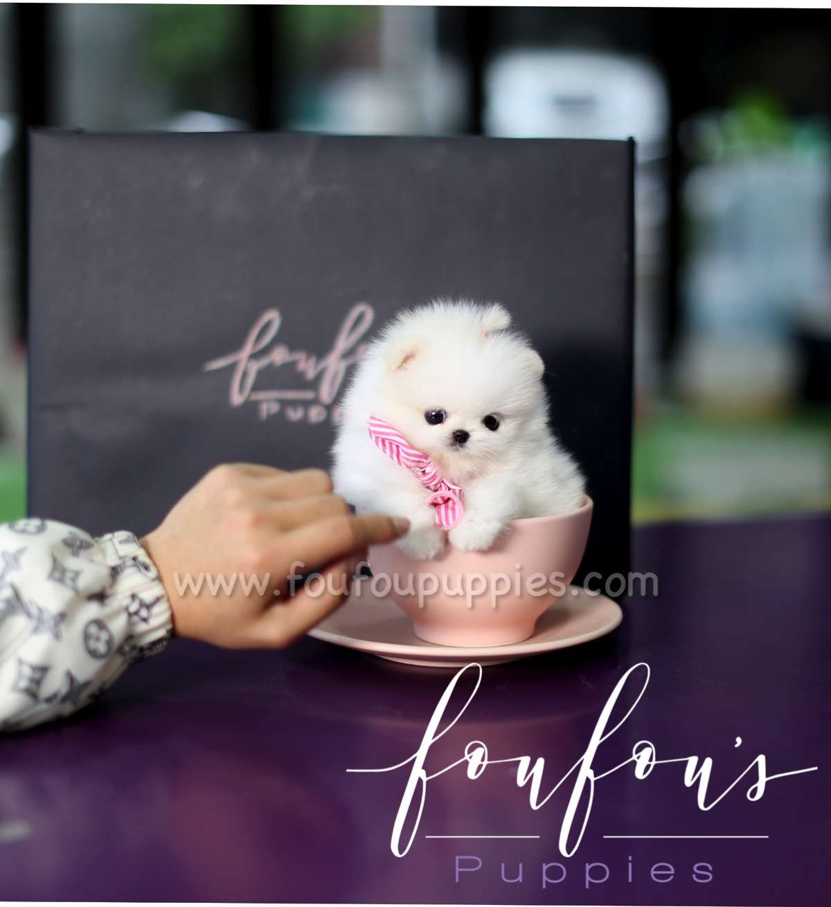 Nemo - Pomeranian M.