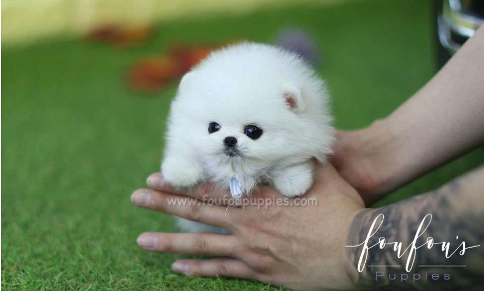 Beau - Pomeranian M.