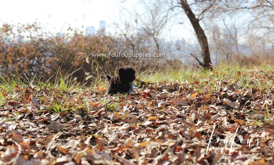 Capone - Poodle M.
