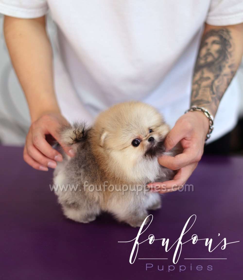 Louis - Pomeranian M.