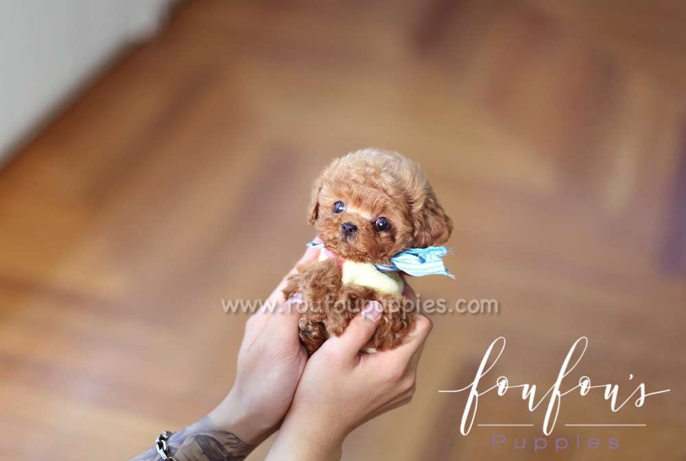 Bae - Poodle M.