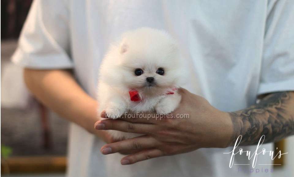 Adele - Pomeranian F.