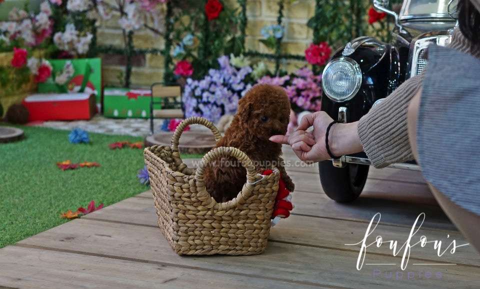 Franklin - Poodle M.