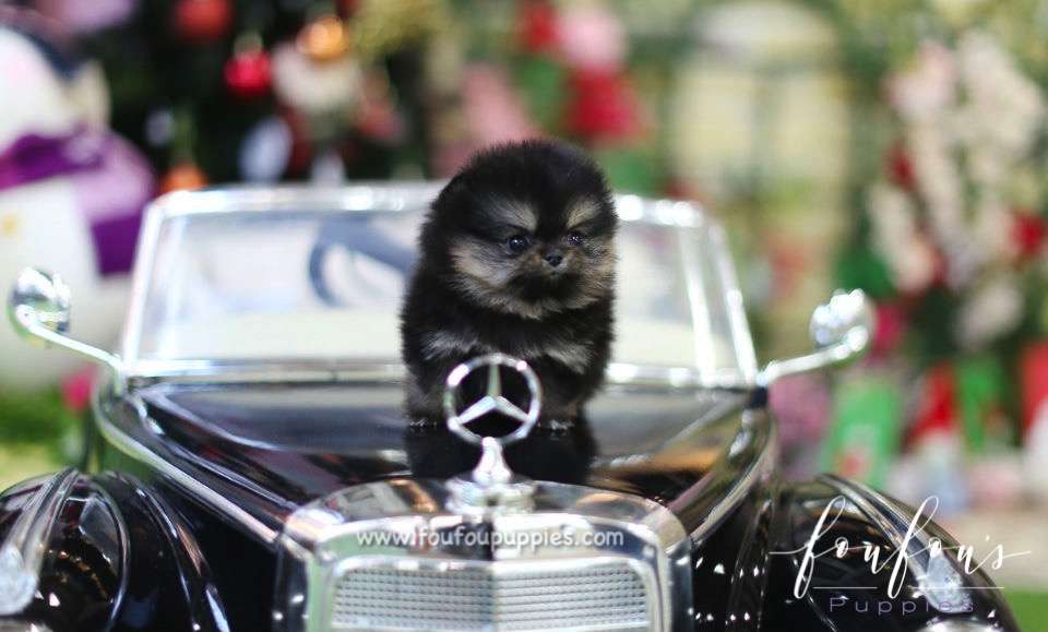 Monet - Pomeranian F.