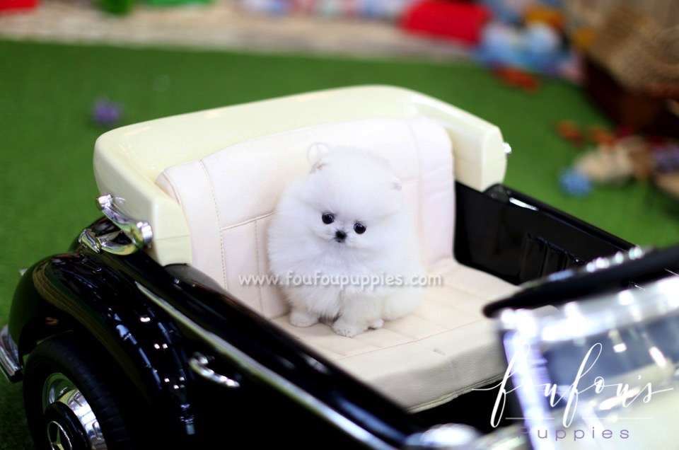 Cocada - Pomeranian F.