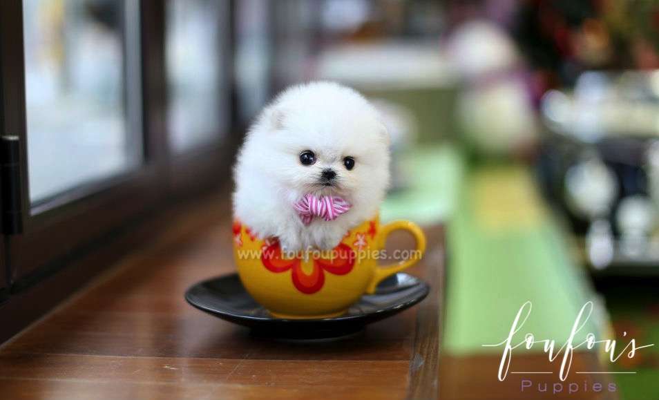 Dali - Pomeranian M.