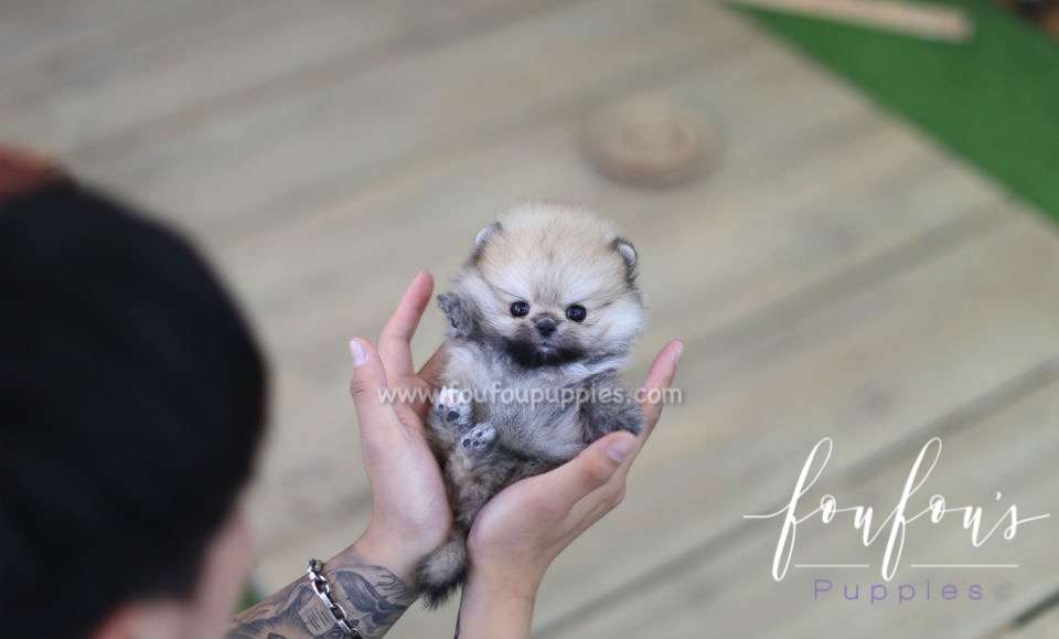 Moon - Pomeranian F.