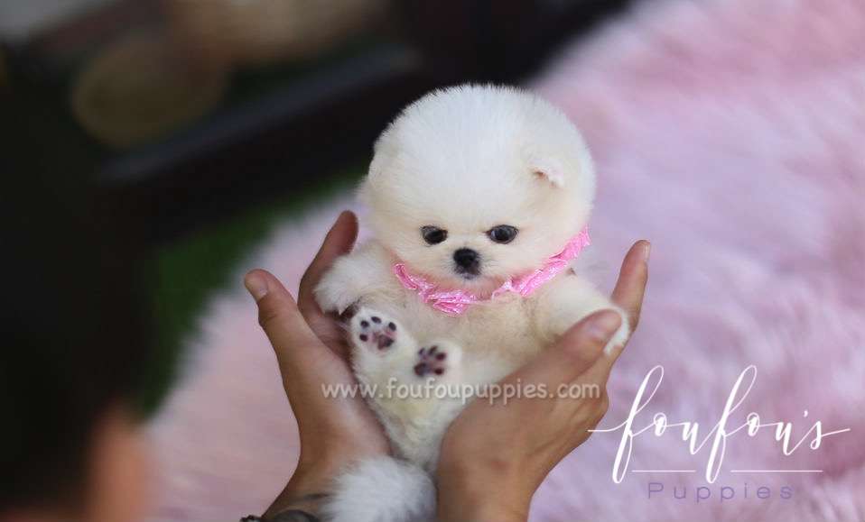 Barney - Pomeranian M.