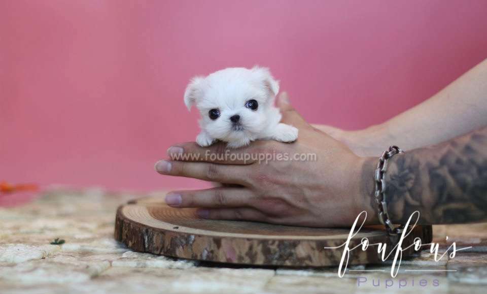 Snoopy - Maltese M.