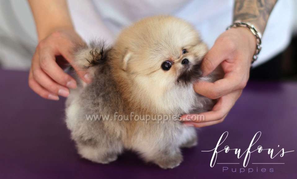 Louis - Pomeranian M.