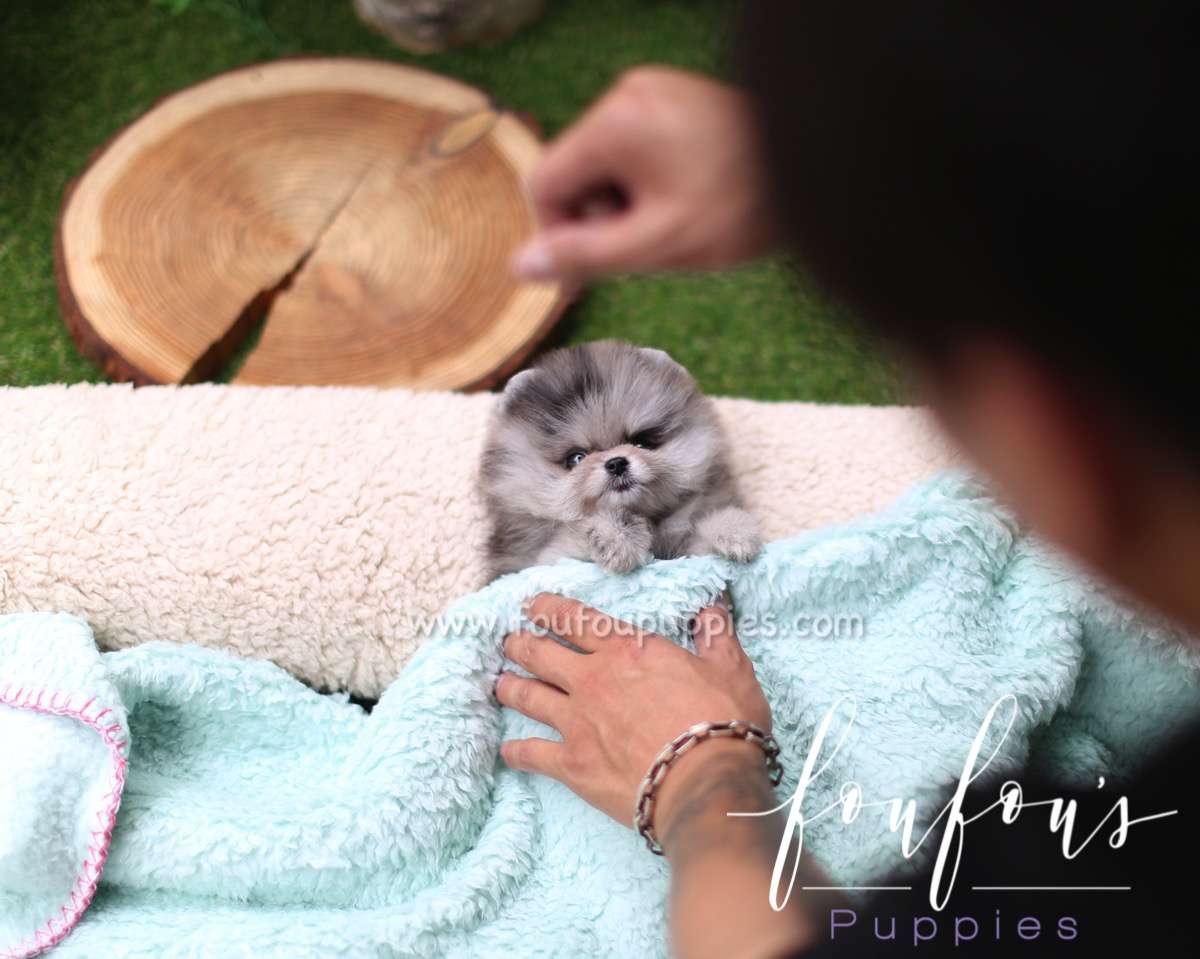 Marble - Pomeranian F.