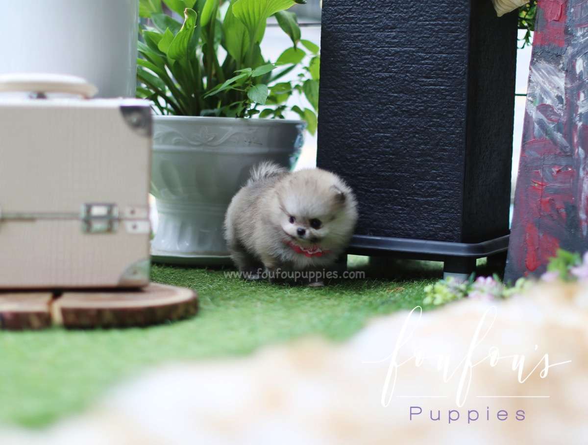 Kaia - Pomeranian F.