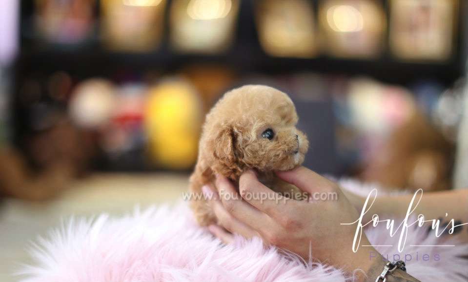 Amore - Poodle F.