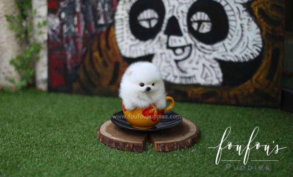 Ken - Pomeranian M.