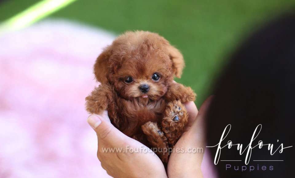 Lesley - Poodle F.