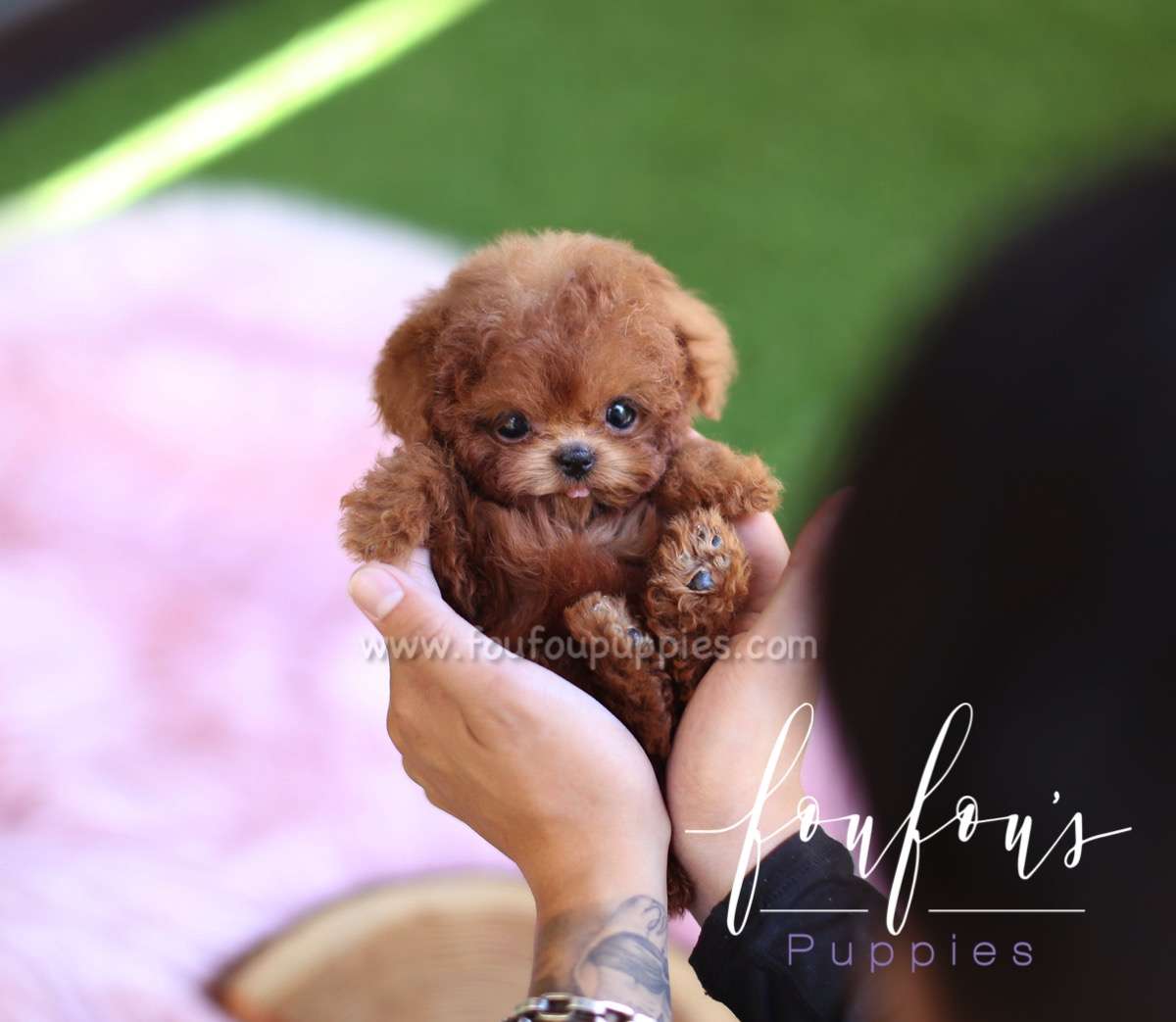 Lesley - Poodle F.