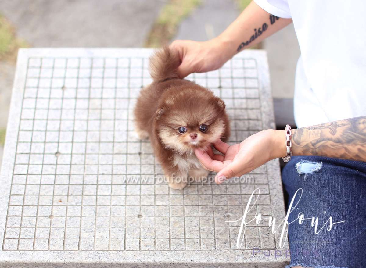 Rolo - Pomeranian M.