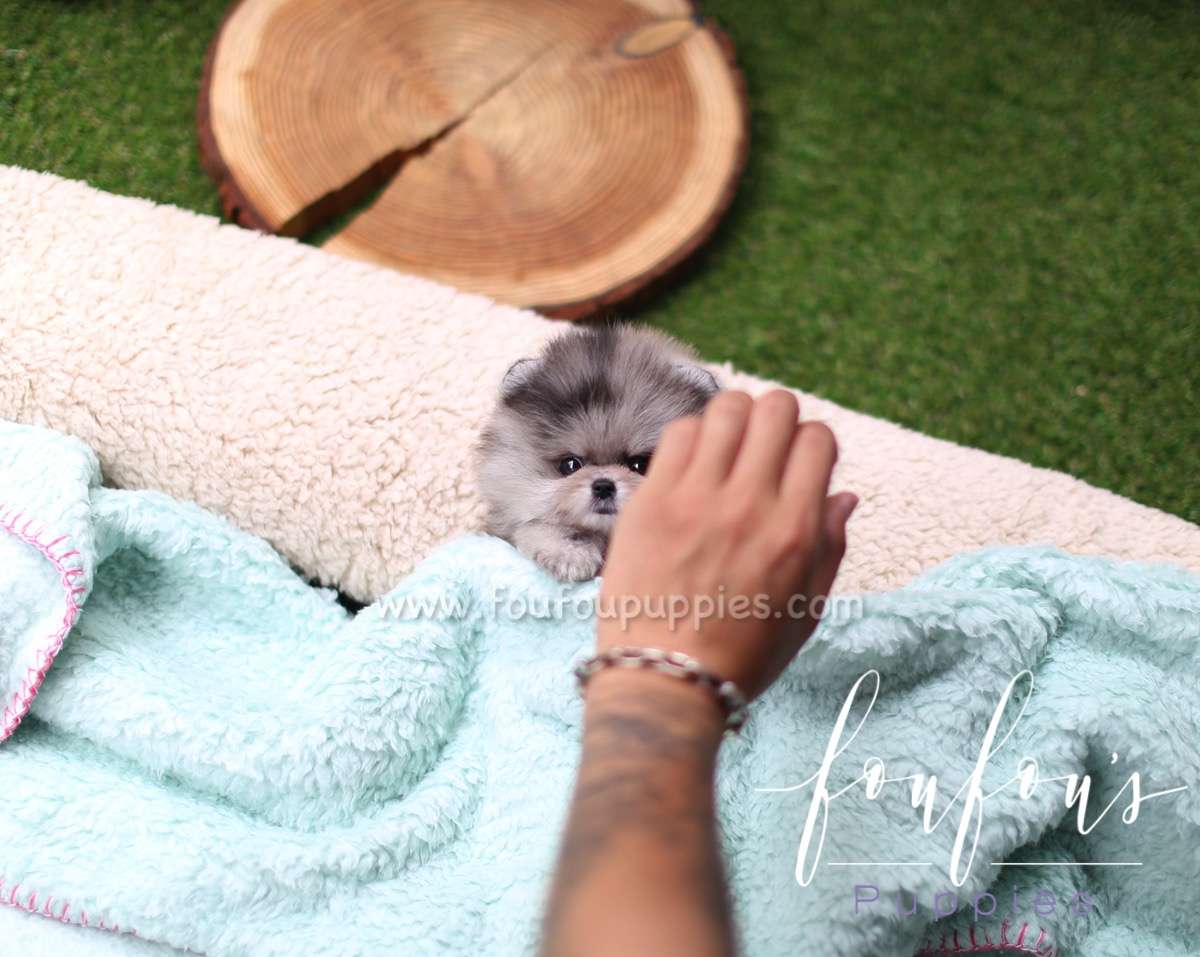 Marble - Pomeranian F.