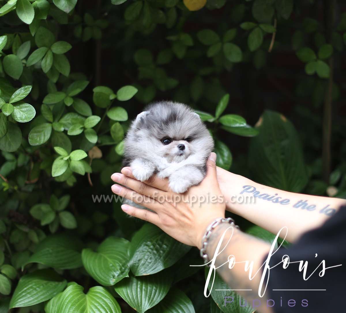Marble - Pomeranian F.