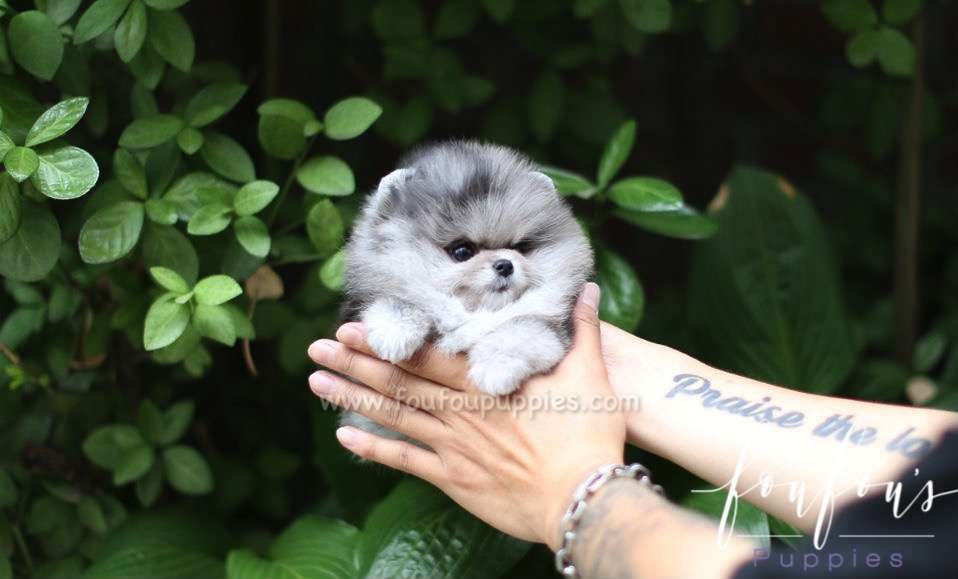 Marble - Pomeranian F.