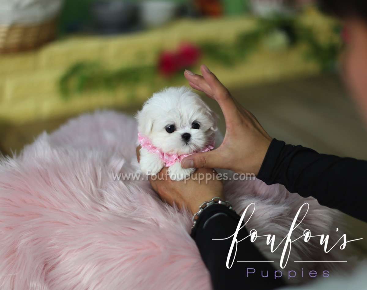 Coco -Maltese F.