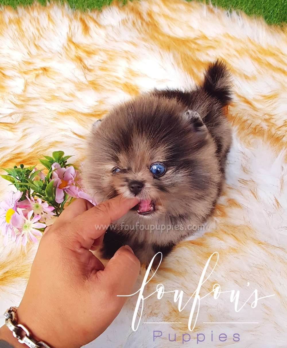 Acai - Pomeranian M.
