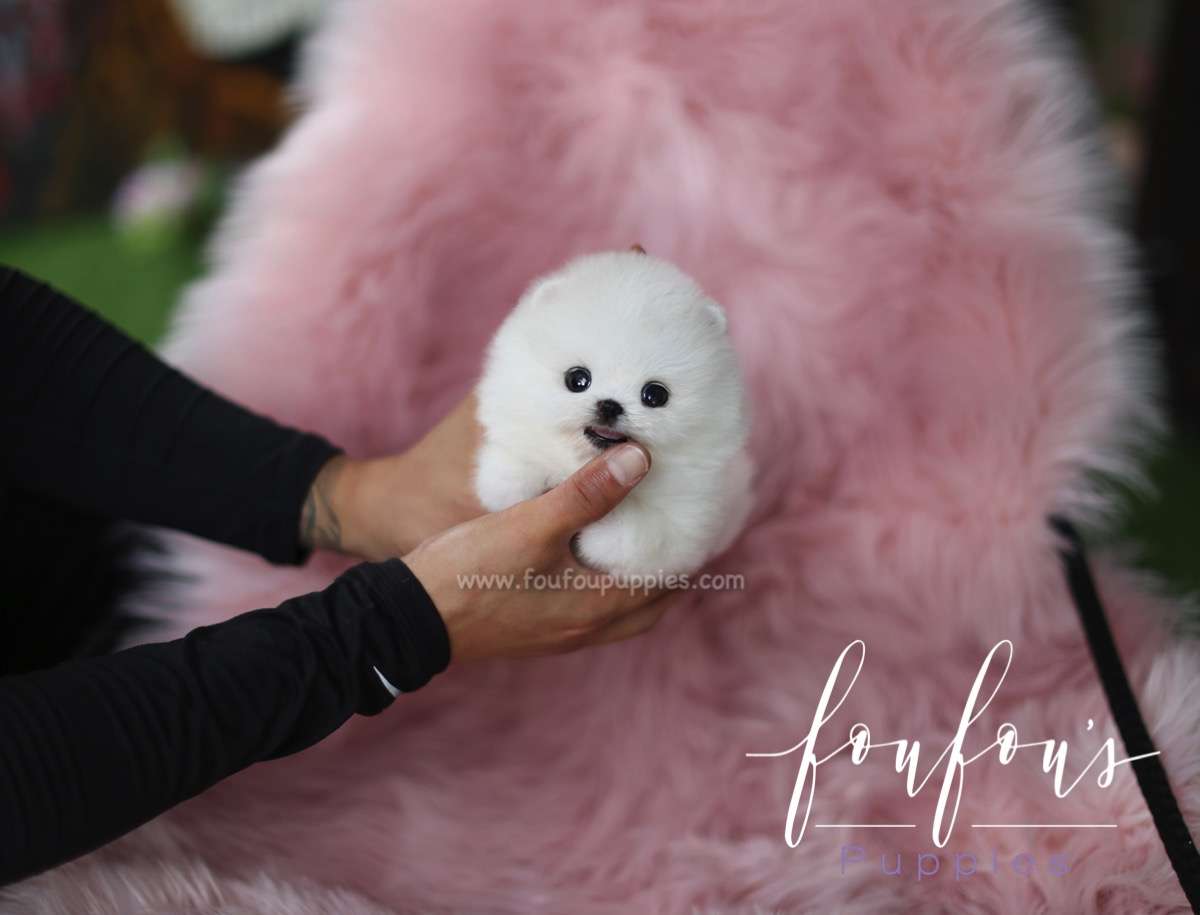 Milk - Pomeranian M.