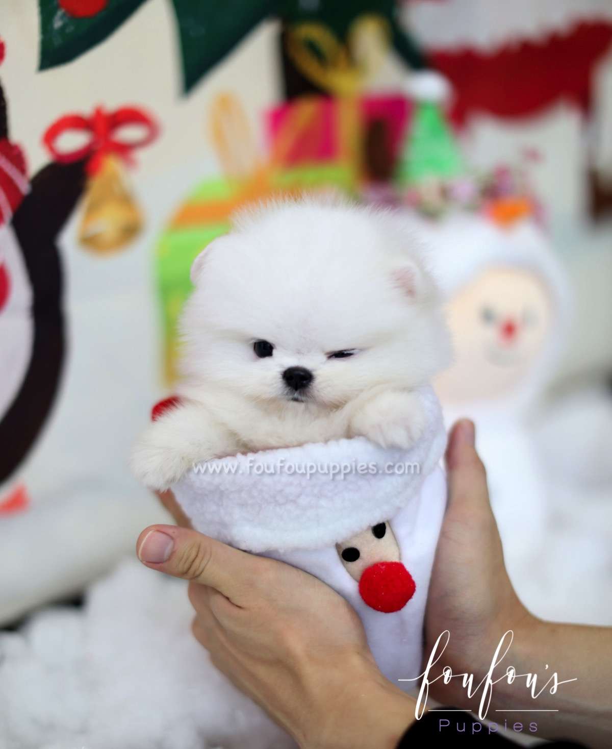 Jolly - Pomeranian F.