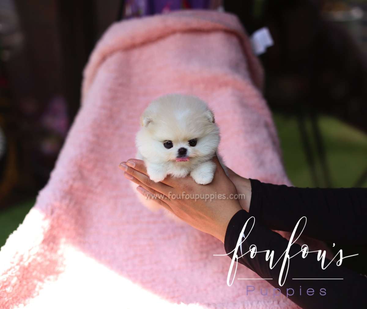 Crème - Pomeranian M