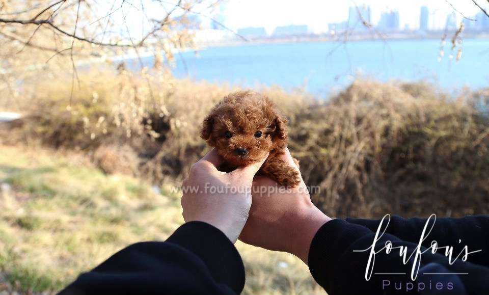 Astro - Poodle M.