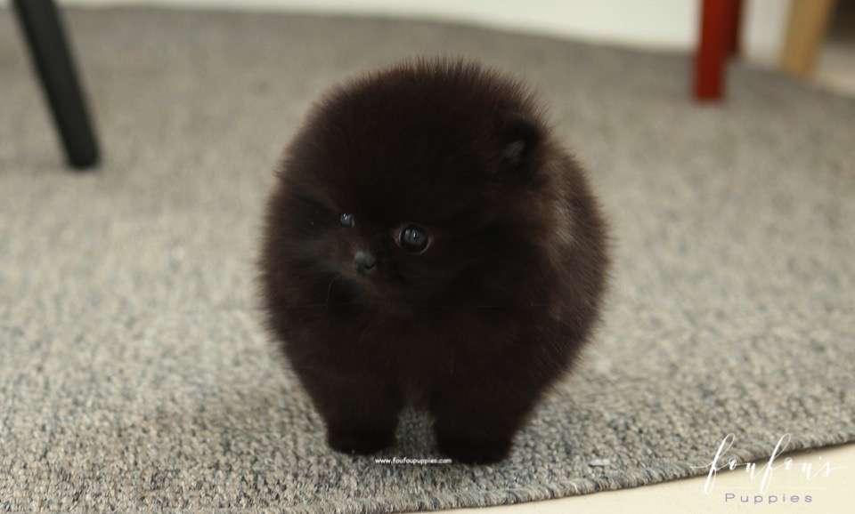 Élelé - Pomeranian F.