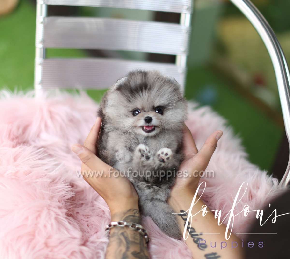 Marble - Pomeranian F.