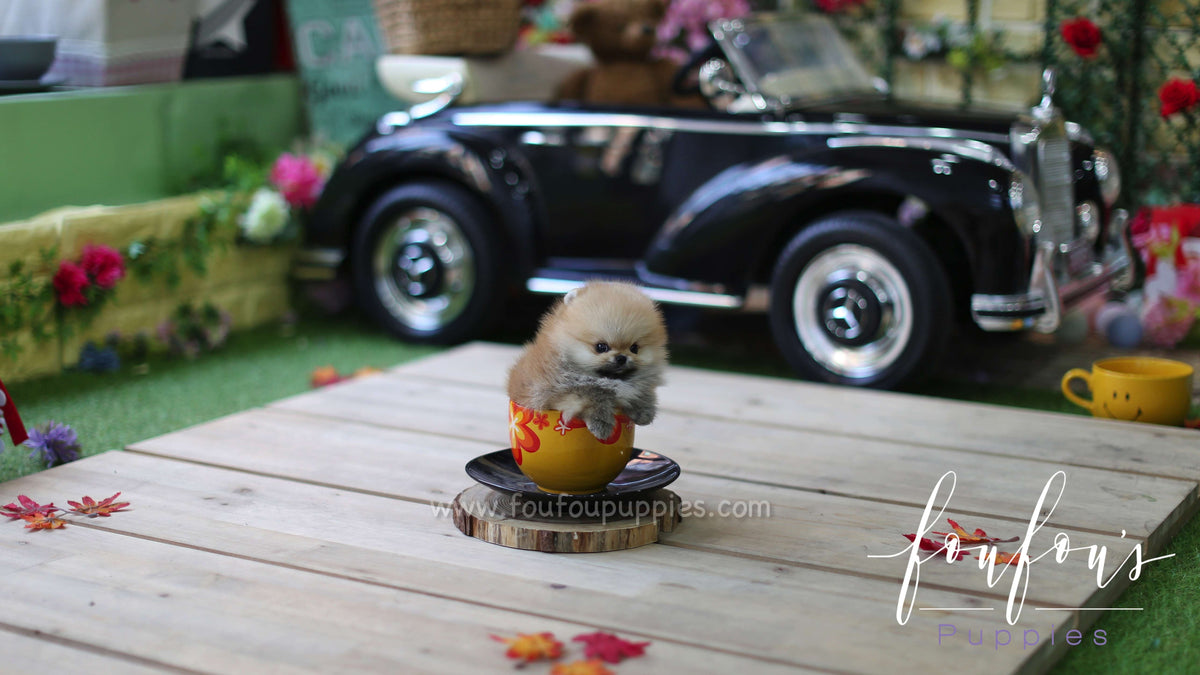 Bear - Pomeranian M.