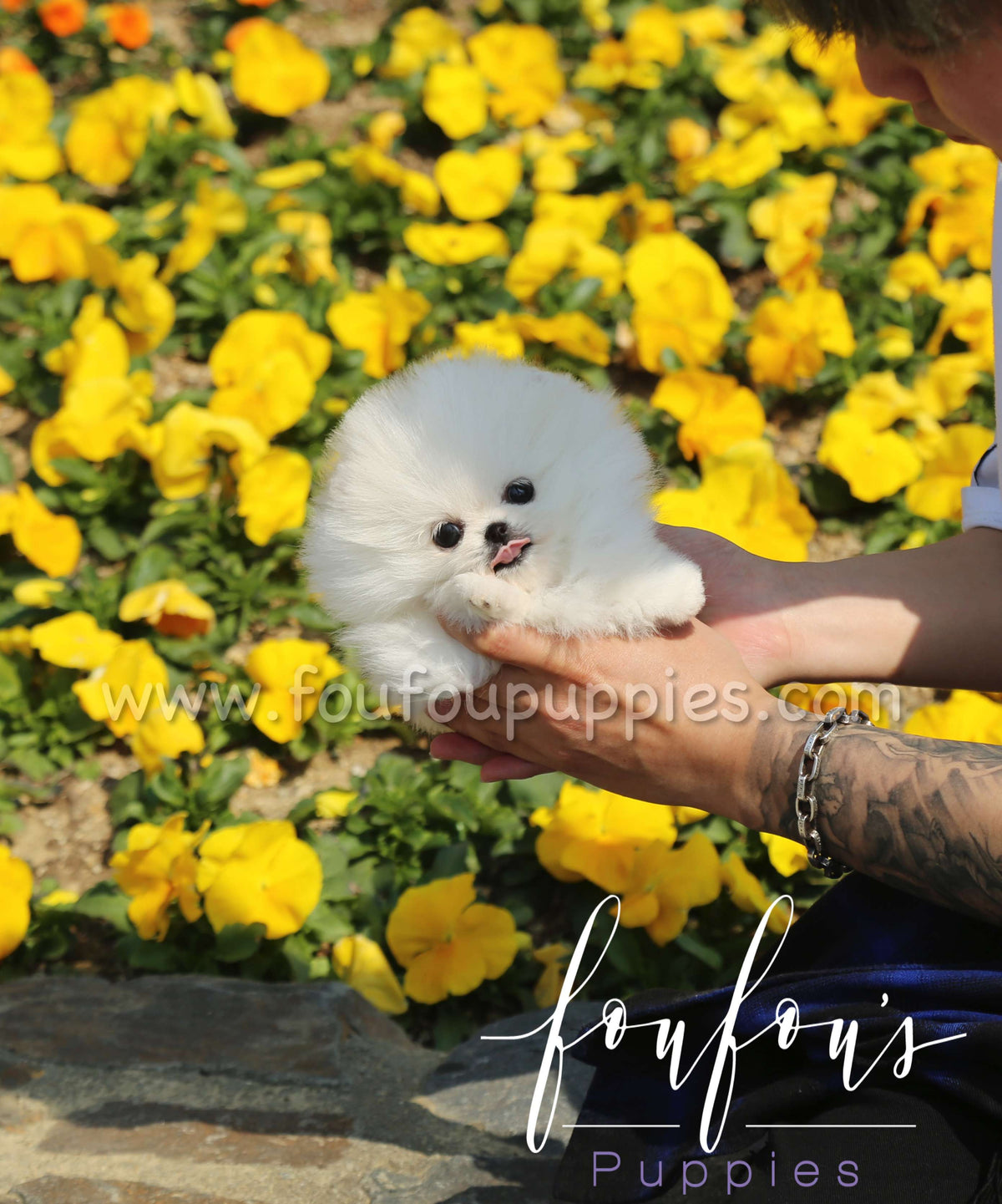Richie - Pomeranian M.