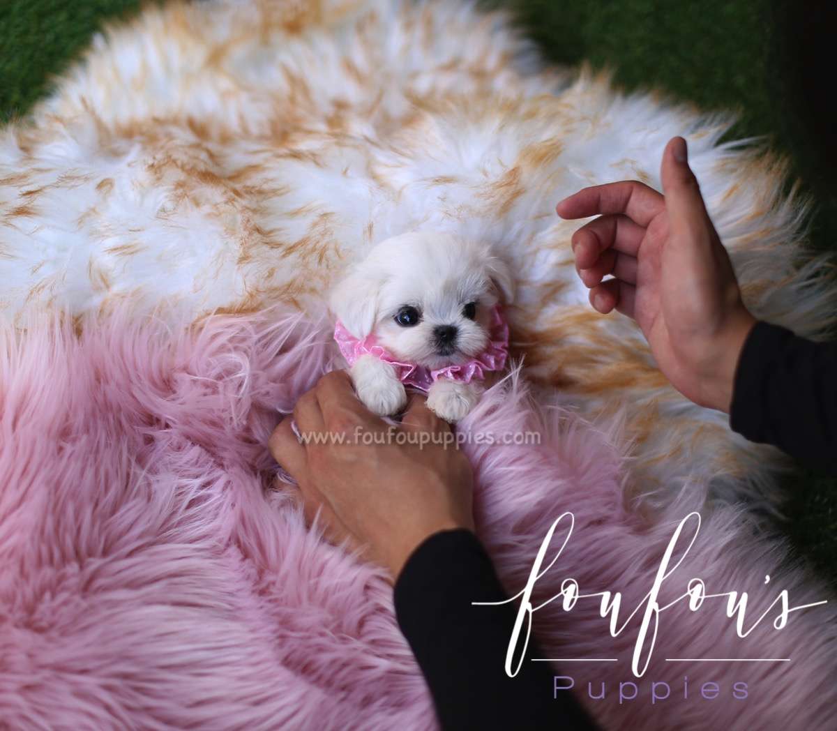 Penelope - Maltese F.