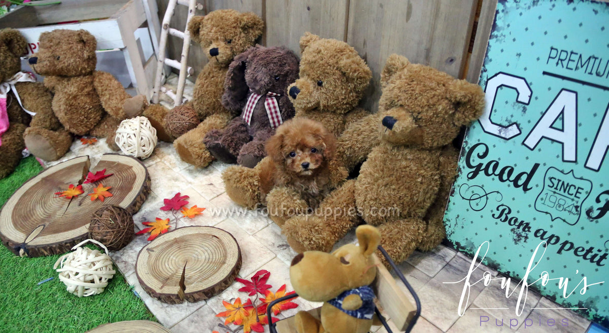 Dolly - Poodle F.