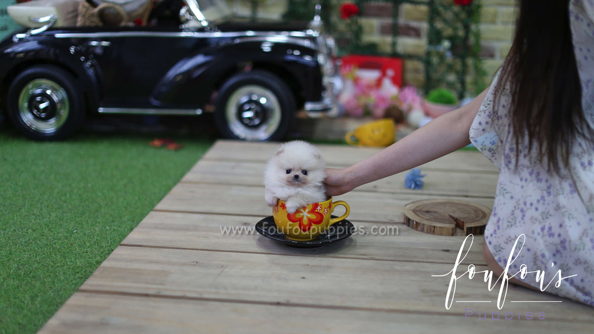 Hermēs - Pomeranian M.
