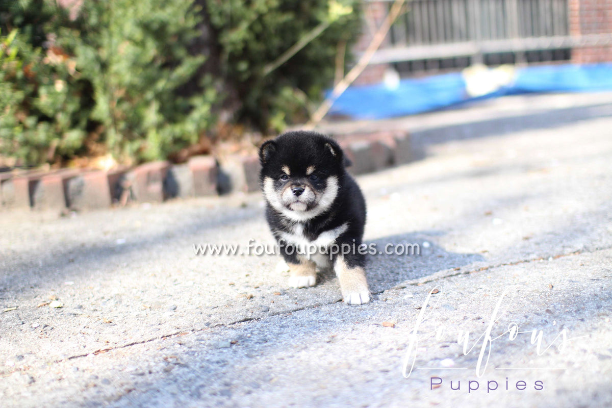 Biggie - Shiba Inu M.