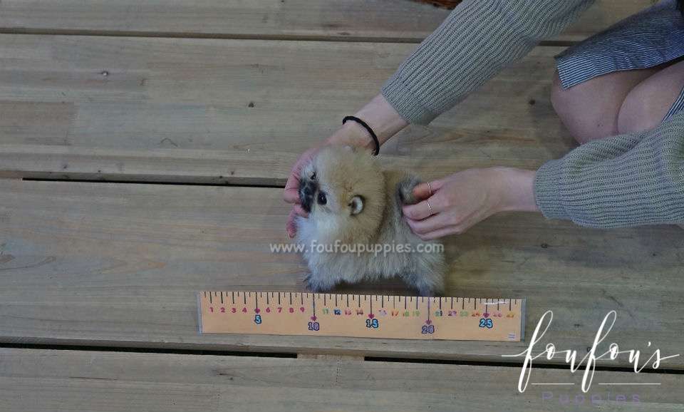 Bubba - Pomeranian M.