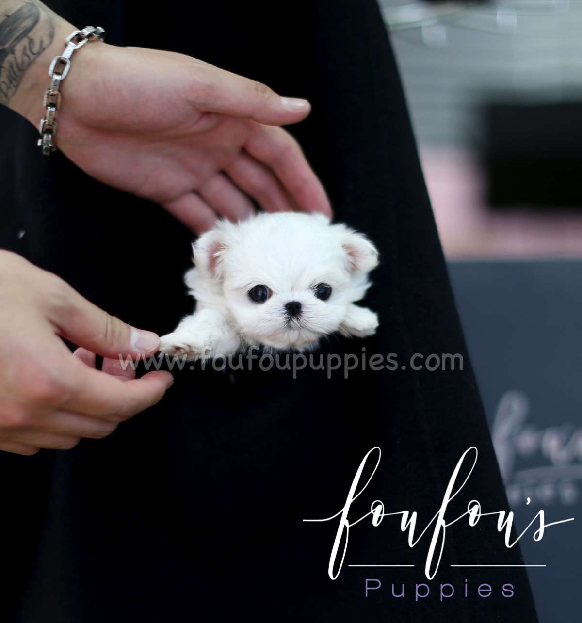 Nala - Maltese F.