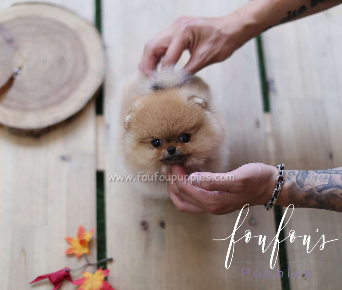Gigi - Pomeranian F.