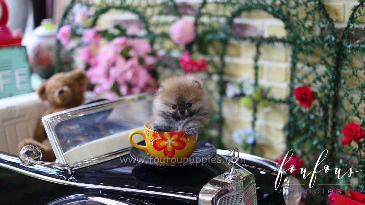 Zoe - Pomeranian F.