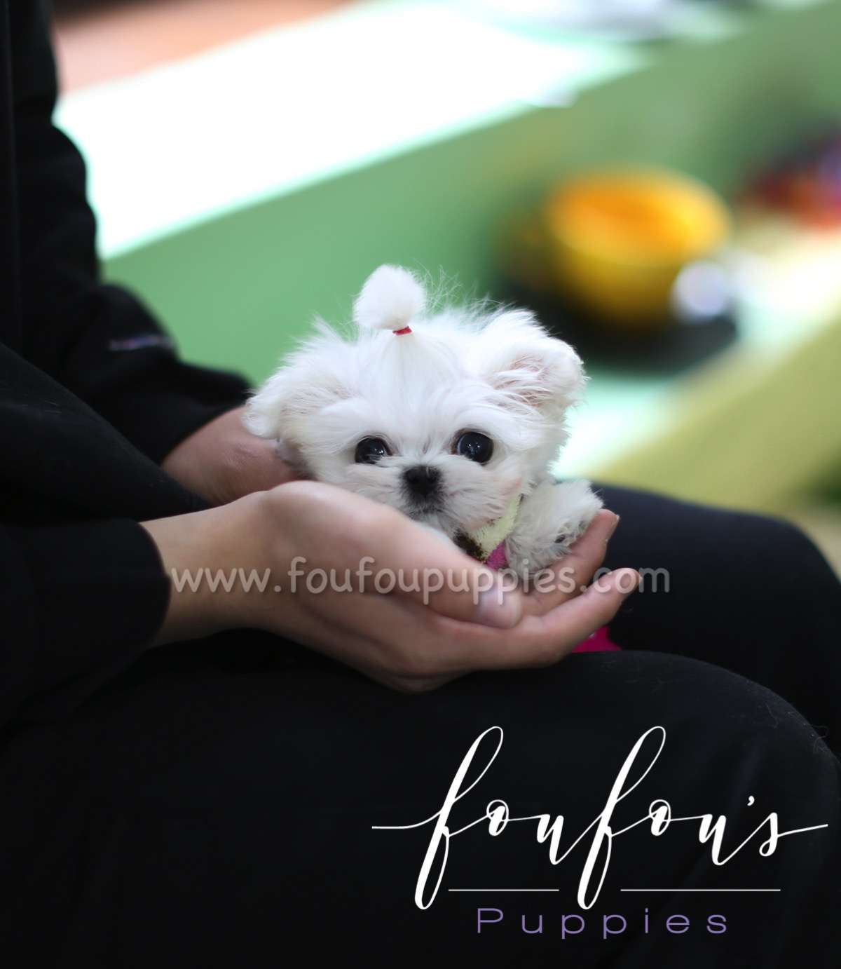 Stewie - Maltese M.