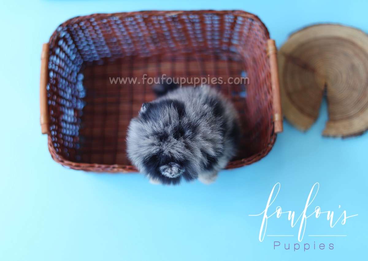 Azura - Pomeranian F.
