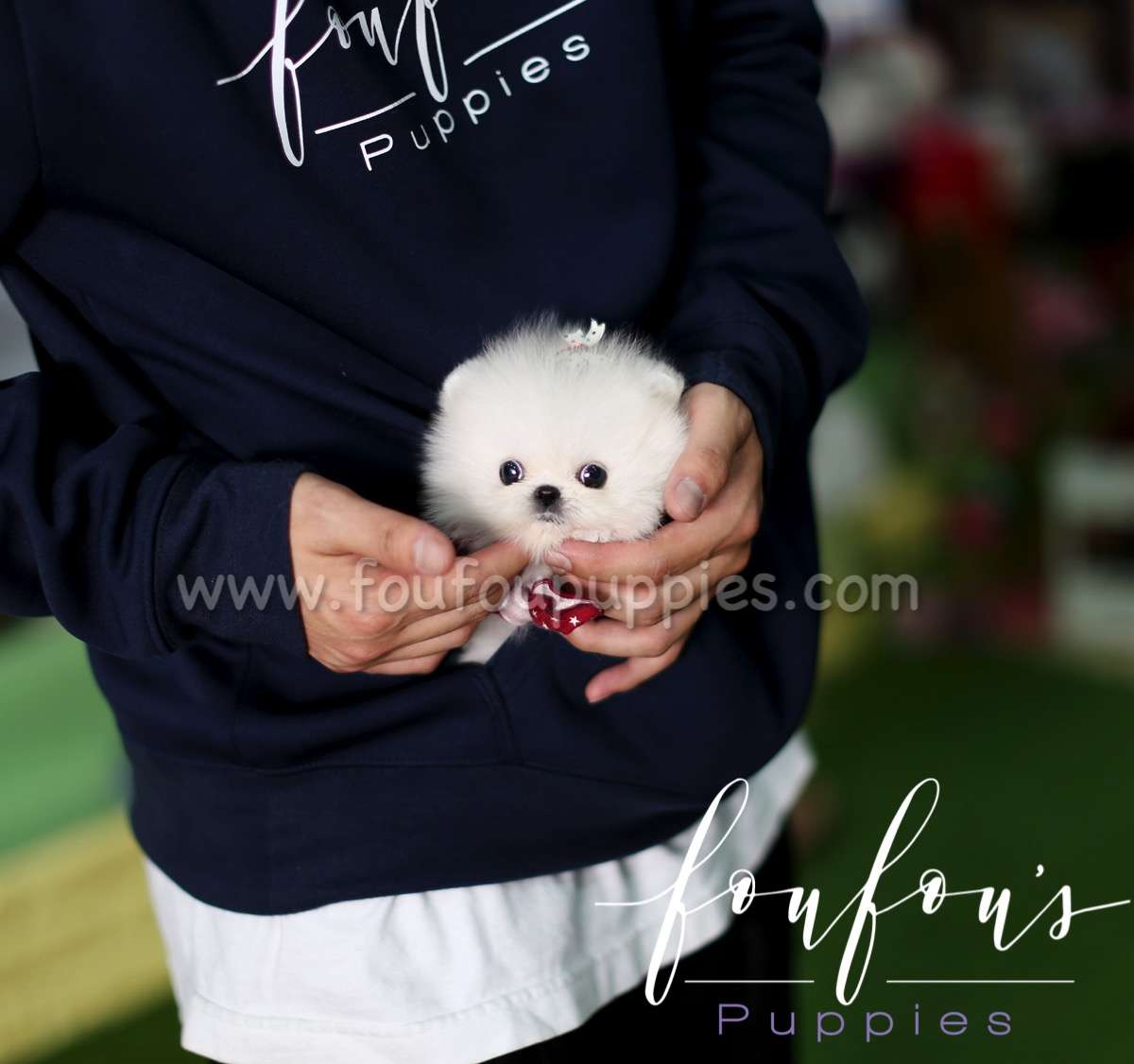 Missy - Pomeranian F.