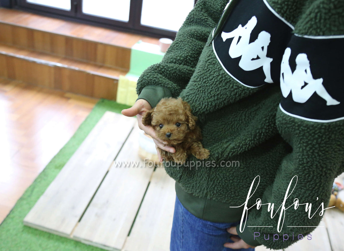 Astro - Poodle M.