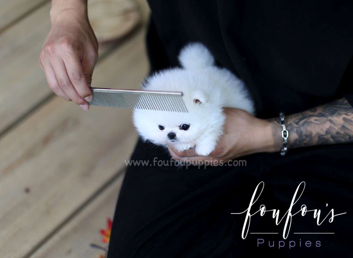 Prince - Pomeranian M.